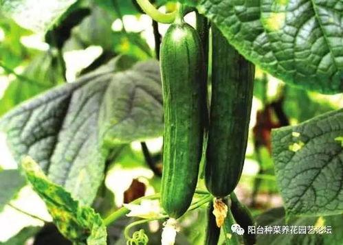 娱乐吃瓜酱不同人风向